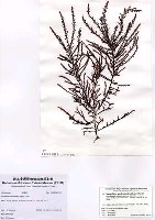 藏品(Neoptilota asplenioides (Esper) Kylin)的圖片